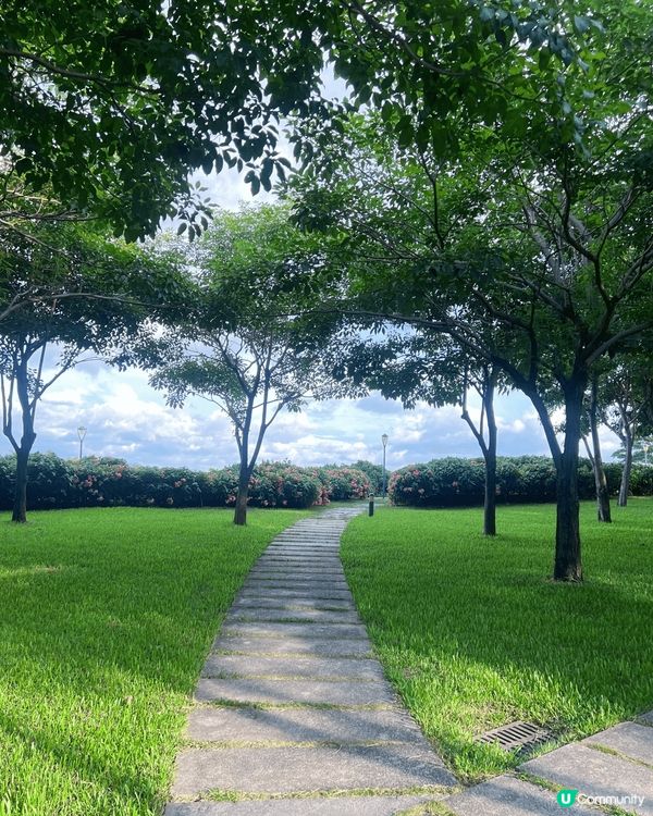 地點是深圳的流花山公園，一片浪漫的粉紙扇花，花期很長，地方很...