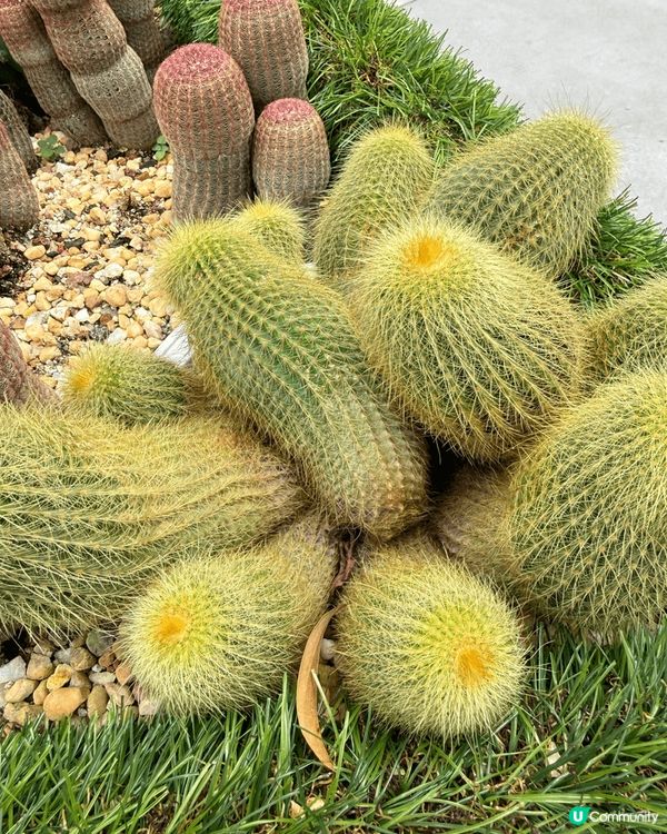 又係辣媽好介紹🤗