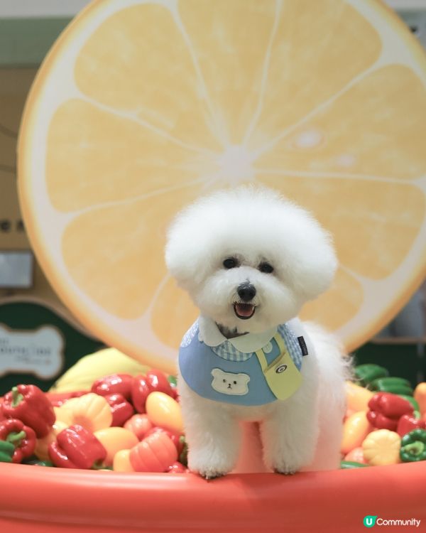 話咁快就放完｢薯｣假 ! 要開學啦🏫