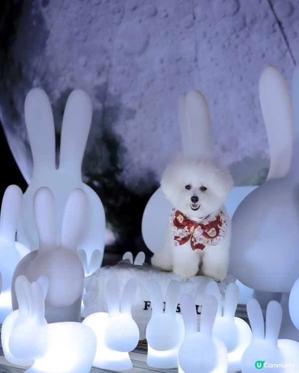 帶狗上月球🌝 中秋｢月光玉兔｣太治愈!200隻發光兔仔🐇