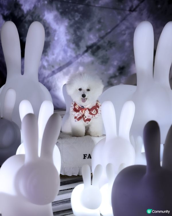 帶狗上月球🌝 中秋｢月光玉兔｣太治愈!200隻發光兔仔🐇