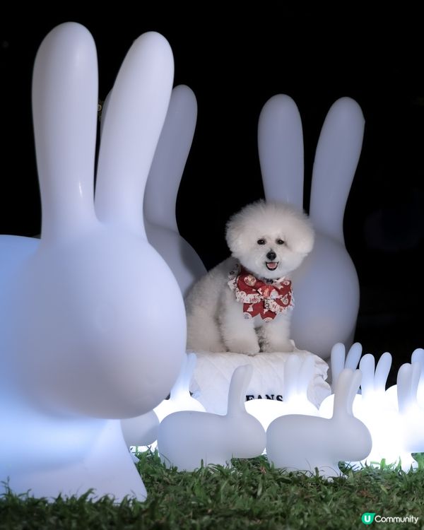 帶狗上月球🌝 中秋｢月光玉兔｣太治愈!200隻發光兔仔🐇