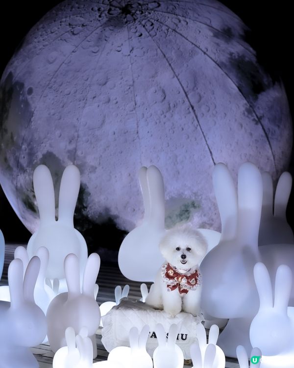 帶狗上月球🌝 中秋｢月光玉兔｣太治愈!200隻發光兔仔🐇