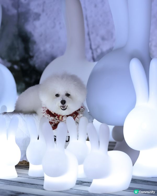 帶狗上月球🌝 中秋｢月光玉兔｣太治愈!200隻發光兔仔🐇