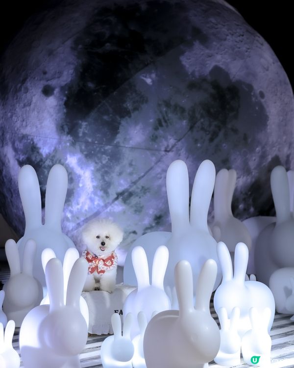 帶狗上月球🌝 中秋｢月光玉兔｣太治愈!200隻發光兔仔🐇