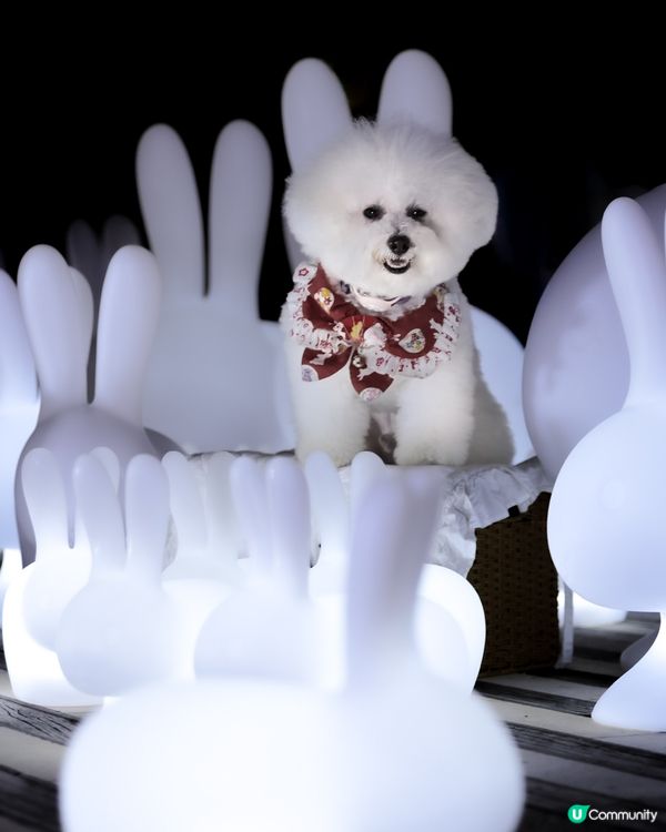 帶狗上月球🌝 中秋｢月光玉兔｣太治愈!200隻發光兔仔🐇