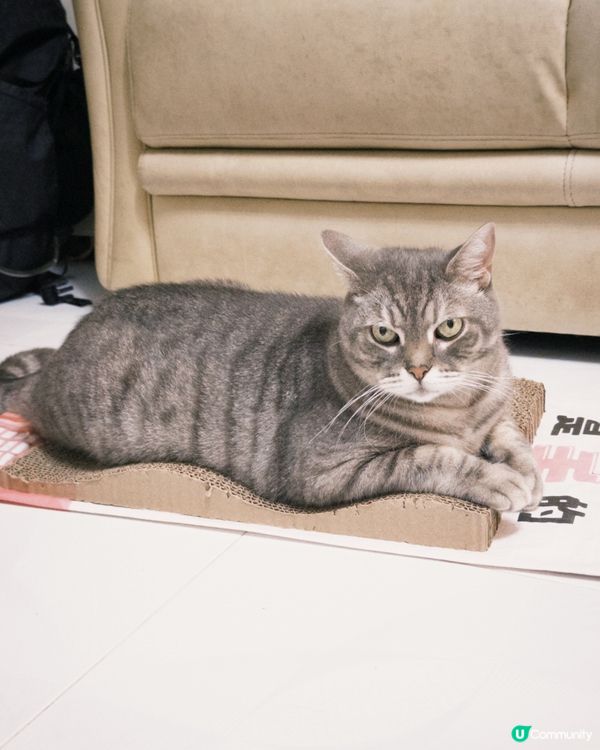 貓奴注意！無印Muji 好用$22貓抓板😻