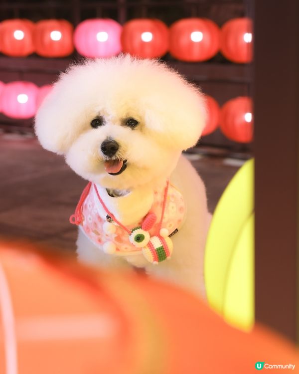 沙田公園🩷 鬧市中的五光十色中秋燈籠🏮