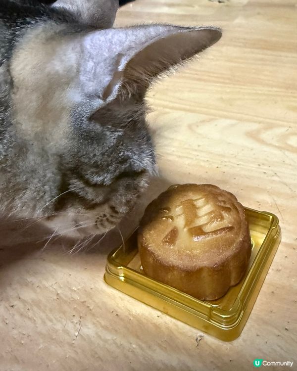 貓貓都有月餅食😍