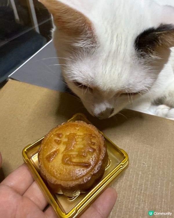 貓貓都有月餅食😍