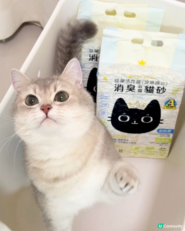 1.  貓奴必睇！豌豆砂試用報告 😻 除臭超勁！