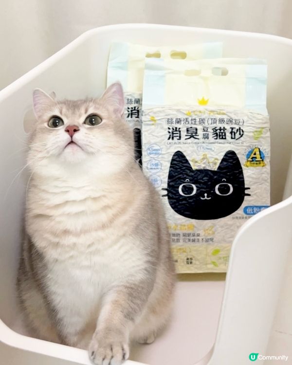 1.  貓奴必睇！豌豆砂試用報告 😻 除臭超勁！