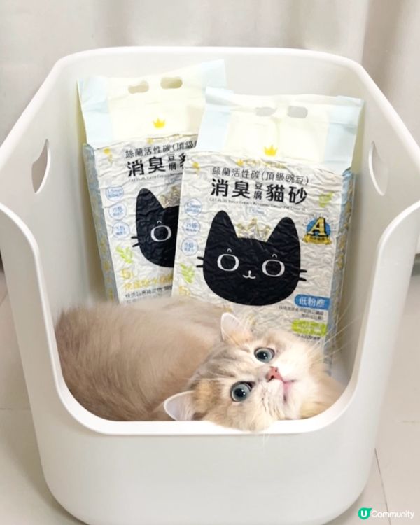 1.  貓奴必睇！豌豆砂試用報告 😻 除臭超勁！