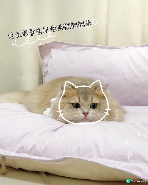 貓貓3合1飯捲隧道床墊開箱！😻💜