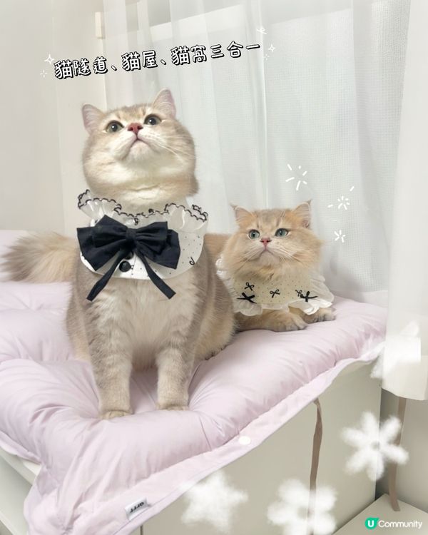 貓貓3合1飯捲隧道床墊開箱！😻💜