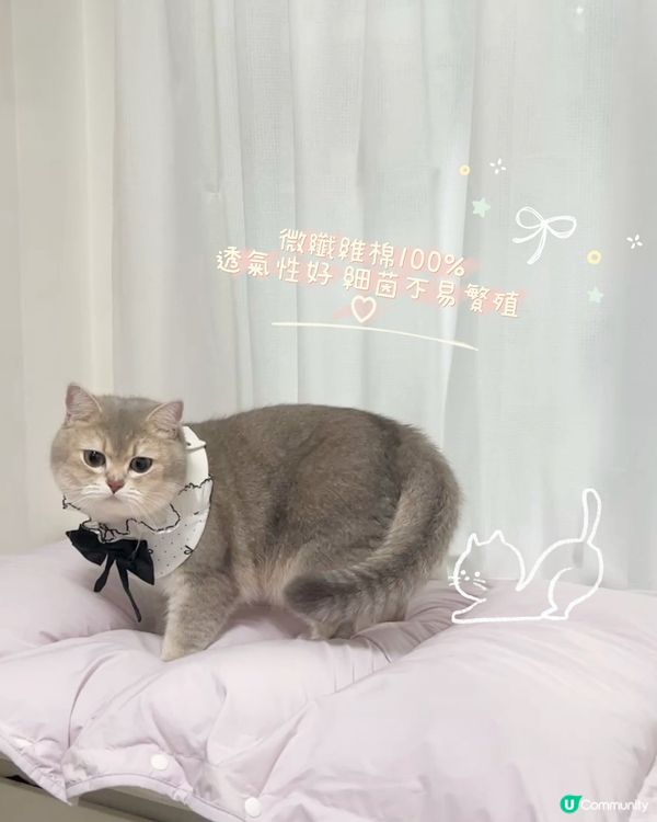 貓貓3合1飯捲隧道床墊開箱！😻💜