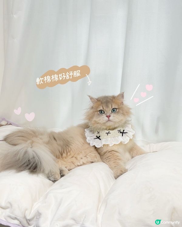 貓貓3合1飯捲隧道床墊開箱！😻💜