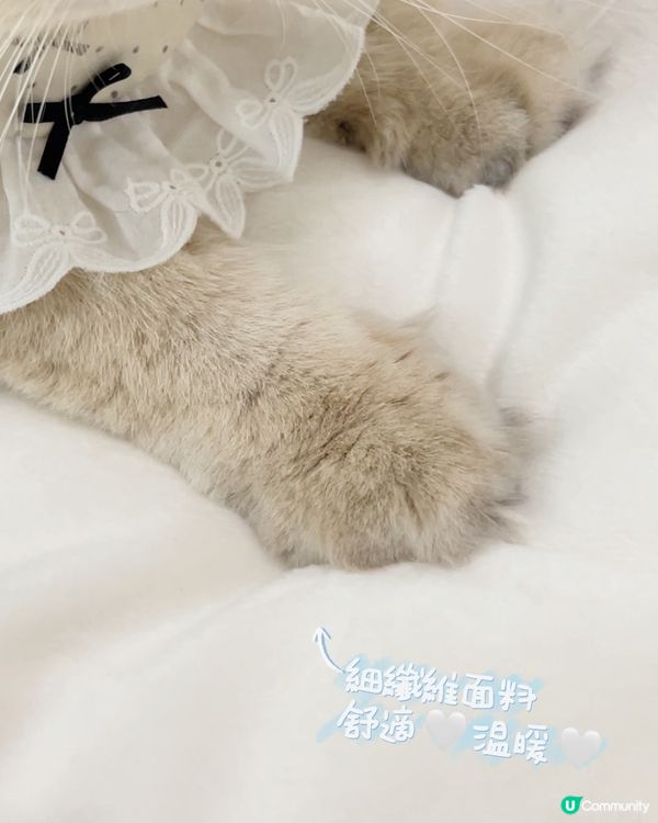 貓貓3合1飯捲隧道床墊開箱！😻💜