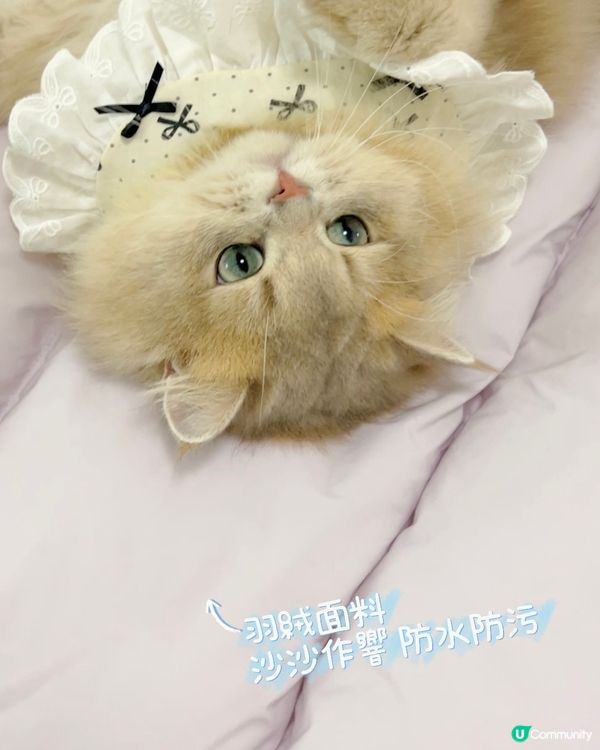 貓貓3合1飯捲隧道床墊開箱！😻💜