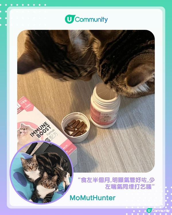 【#UCreator實測報告】位元堂「位您寵」貓狗保健品