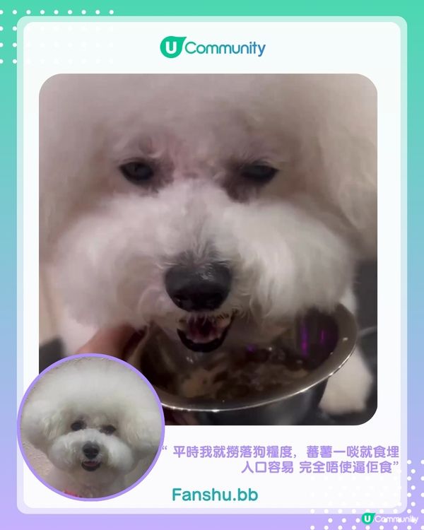 【#UCreator實測報告】位元堂「位您寵」貓狗保健品