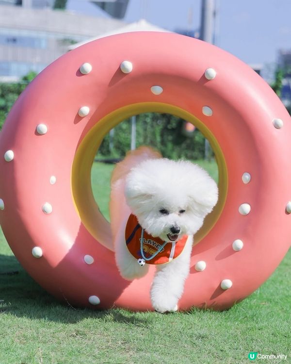 西九全新寵物俱樂部！狗狗放電新蒲點 🐶🥳