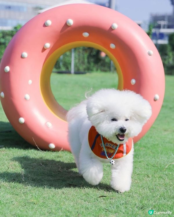 西九全新寵物俱樂部！狗狗放電新蒲點 🐶🥳