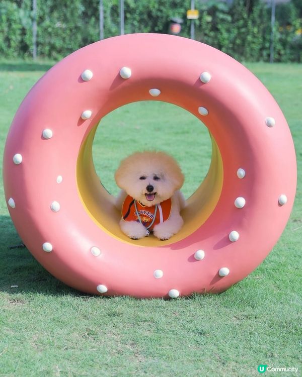 西九全新寵物俱樂部！狗狗放電新蒲點 🐶🥳