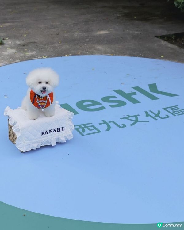 西九全新寵物俱樂部！狗狗放電新蒲點 🐶🥳