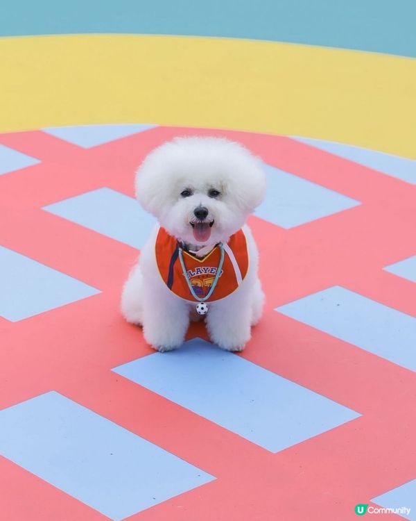 西九全新寵物俱樂部！狗狗放電新蒲點 🐶🥳