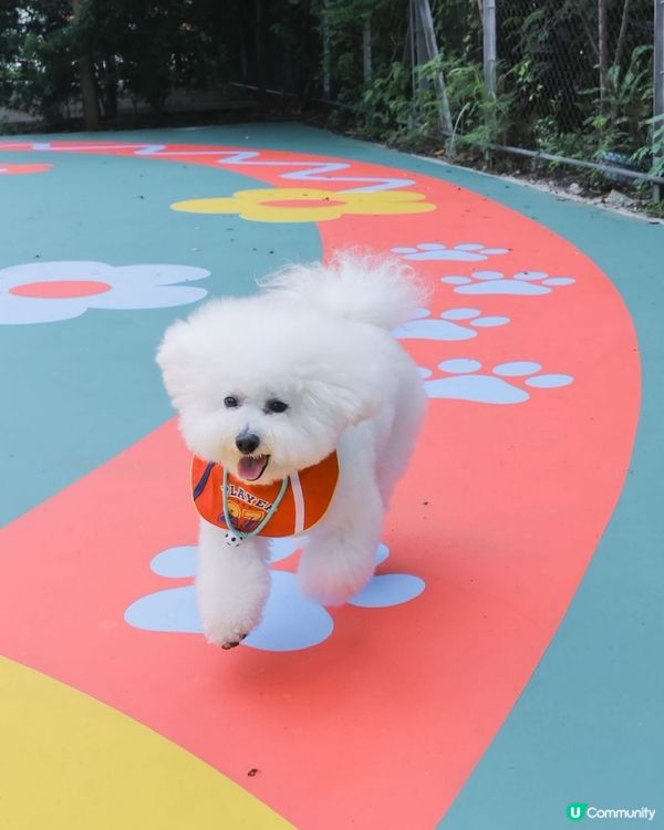 西九全新寵物俱樂部！狗狗放電新蒲點 🐶🥳