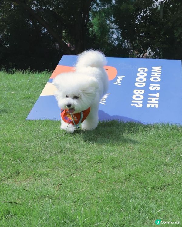 西九全新寵物俱樂部！狗狗放電新蒲點 🐶🥳