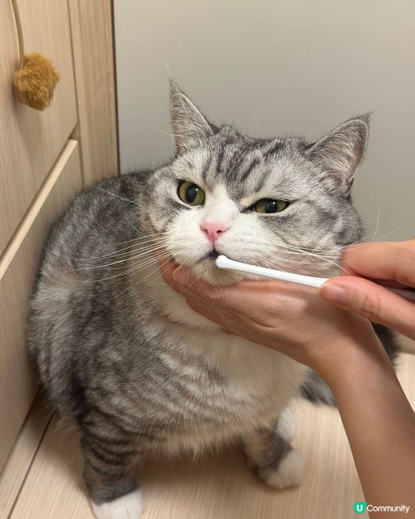 貓奴嘅日常：幫貓刷牙大作戰！😼🦷 堅持！