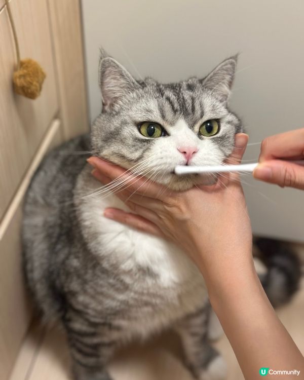 貓奴嘅日常：幫貓刷牙大作戰！😼🦷 堅持！