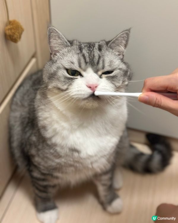 貓奴嘅日常：幫貓刷牙大作戰！😼🦷 堅持！