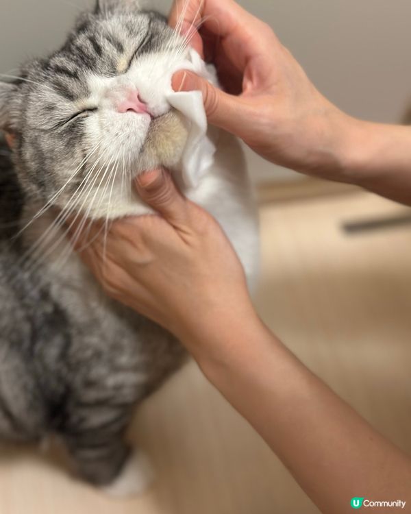 貓奴嘅日常：幫貓刷牙大作戰！😼🦷 堅持！
