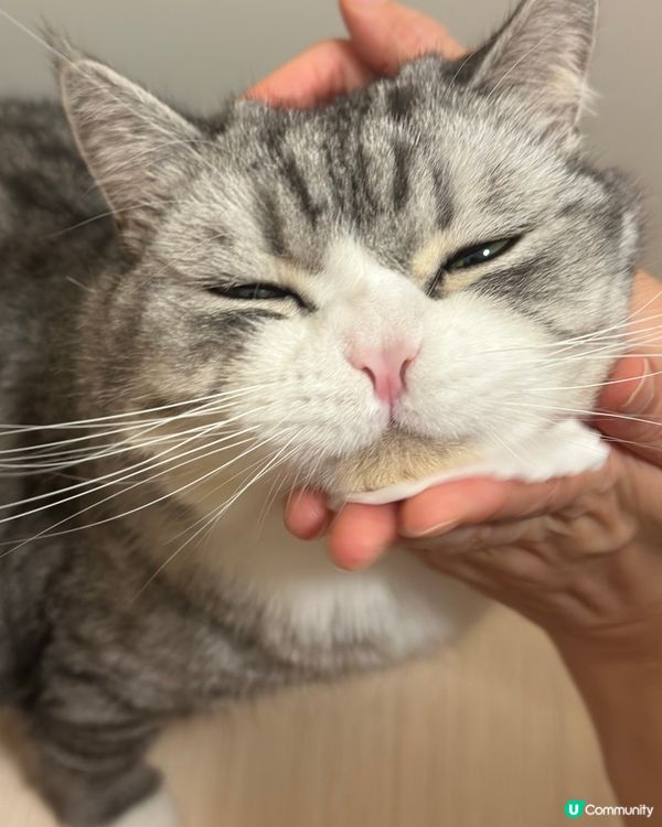 貓奴嘅日常：幫貓刷牙大作戰！😼🦷 堅持！