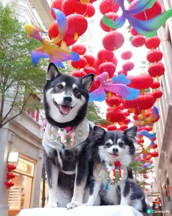 中秋節周圍都好有氣氛呀🤩🏮