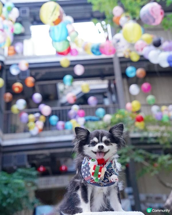 日光下的藍屋🩵