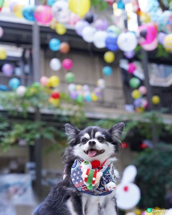 日光下的藍屋🩵