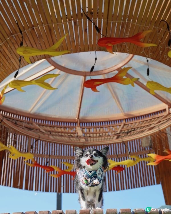 灣仔海濱都有啲啲氣氛架😎