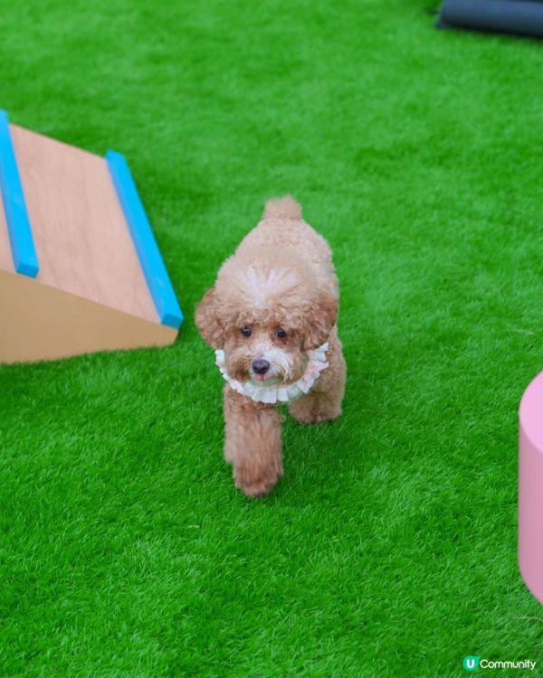 青衣城行街街！🐶🛍️ 買嘢做善事！🥳