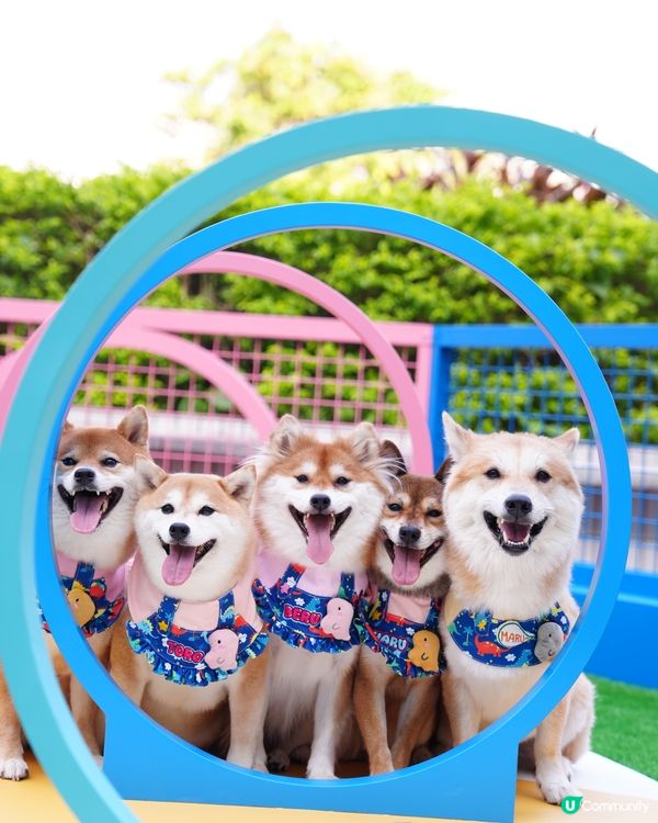 青衣城寵物新蒲點🐾