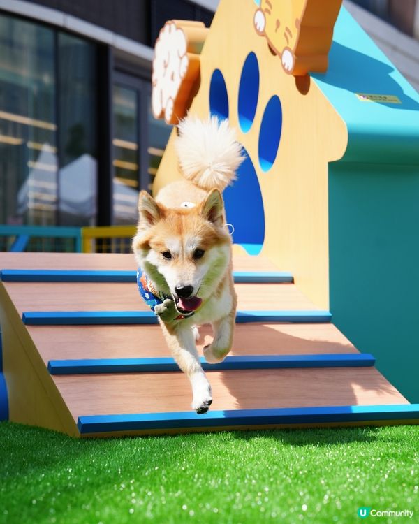 青衣城寵物新蒲點🐾