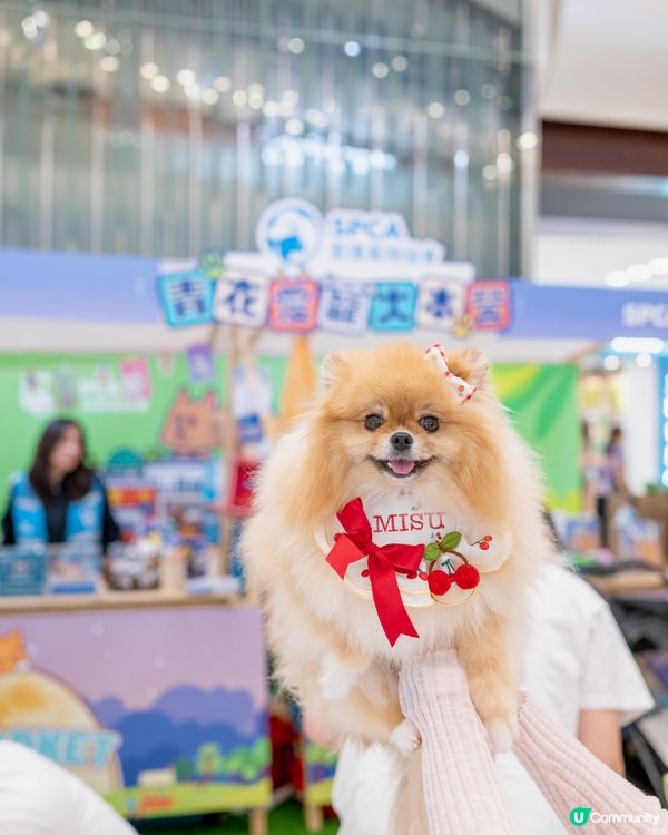 中秋節帶米蘇蘇去青衣城玩！🐶🌕🥳