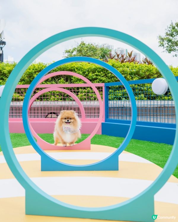 中秋節帶米蘇蘇去青衣城玩！🐶🌕🥳