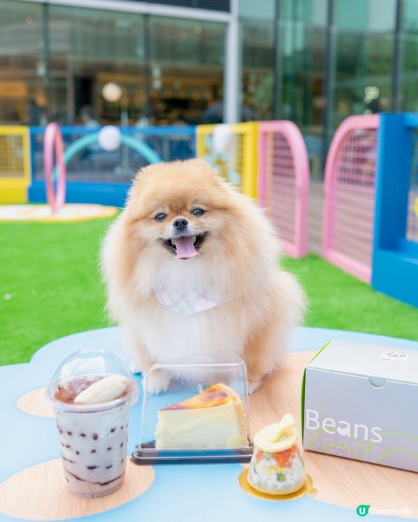 中秋節帶米蘇蘇去青衣城玩！🐶🌕🥳