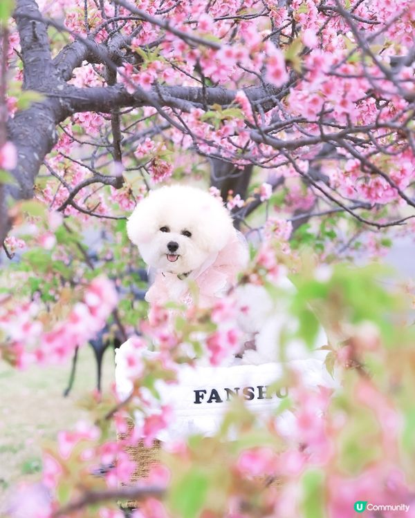 帶狗去關西賞櫻秘境🌸！粉紅山坡超好影📸！