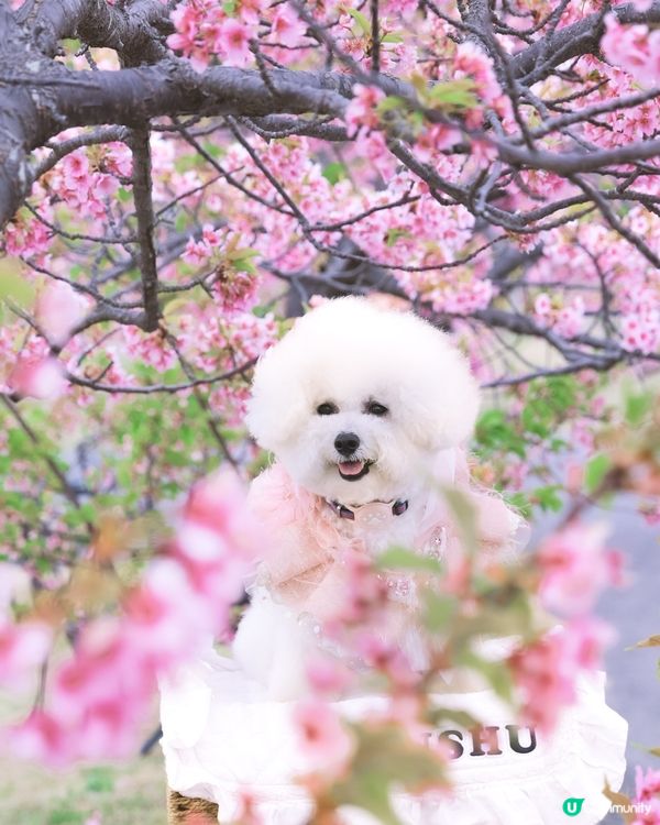 帶狗去關西賞櫻秘境🌸！粉紅山坡超好影📸！