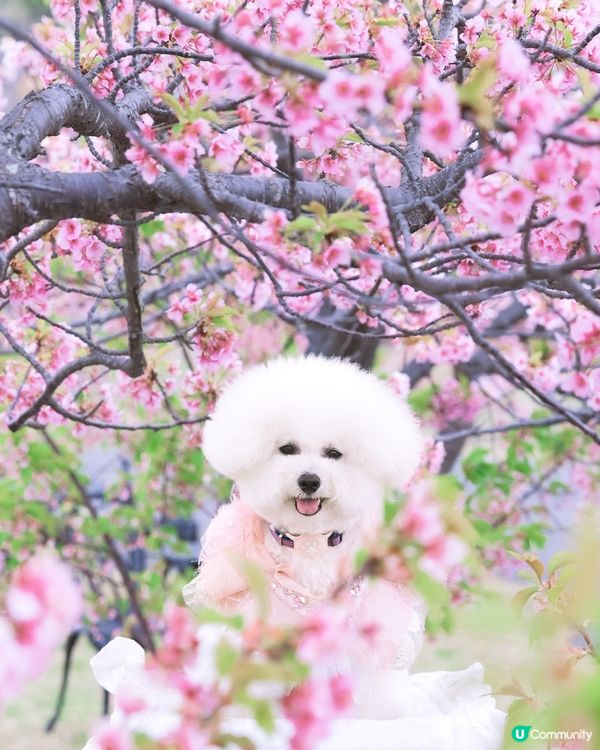 帶狗去關西賞櫻秘境🌸！粉紅山坡超好影📸！